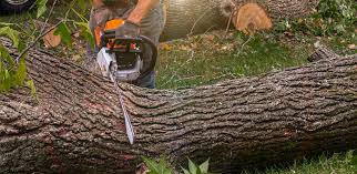 Reliable Harrisburg, PA Tree Services Solutions