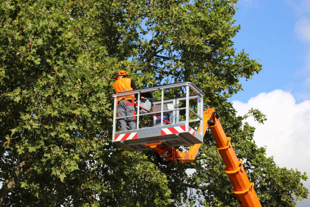 Best Fruit Tree Pruning  in Harrisburg, PA