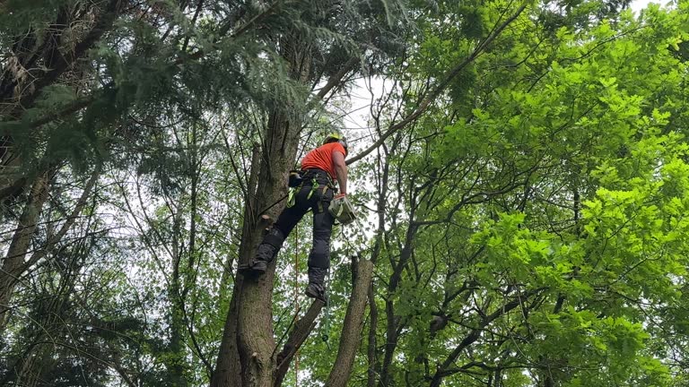 Best Lot and Land Clearing  in Harrisburg, PA