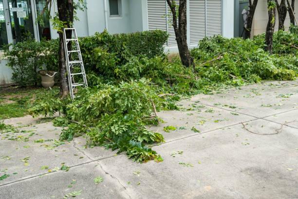 Best Root Management and Removal  in Harrisburg, PA