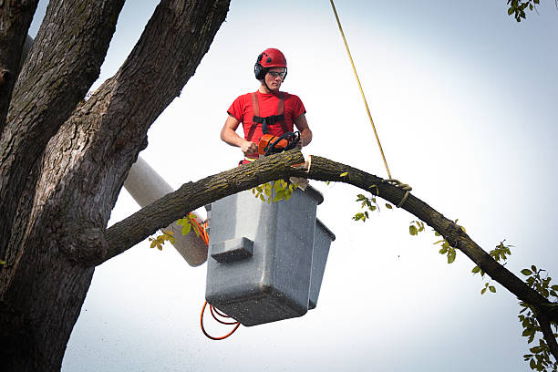 Best Palm Tree Trimming  in Harrisburg, PA